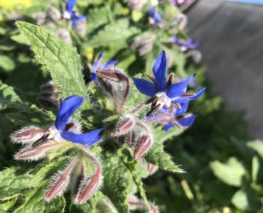 bourrache fleur comestible