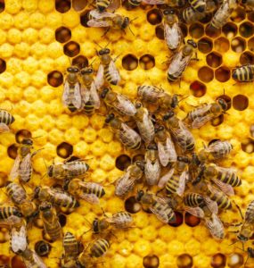 produits de la ruche bienfaits